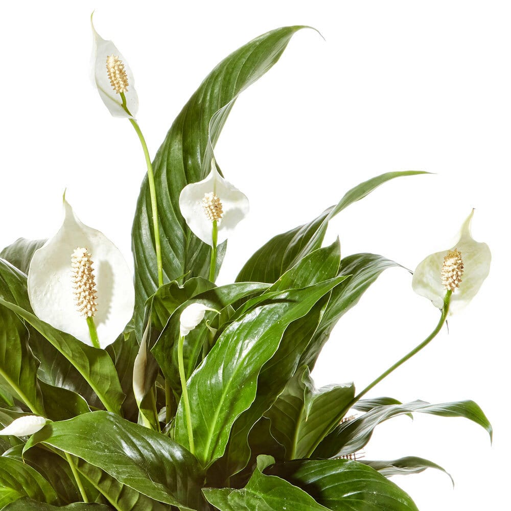 Peace Lily in Hessian Wrap with lush green leaves and elegant white blooms for sympathy gifts and same day delivery flowers