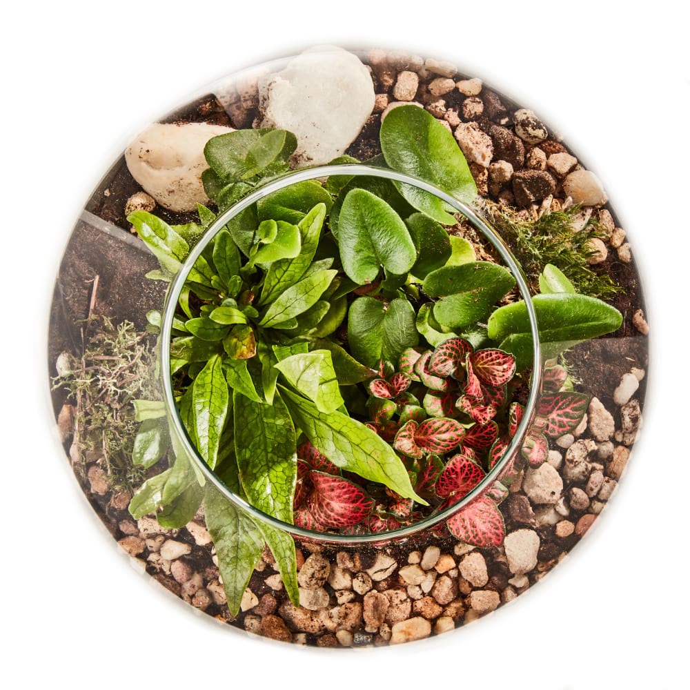 Tropical Terrarium