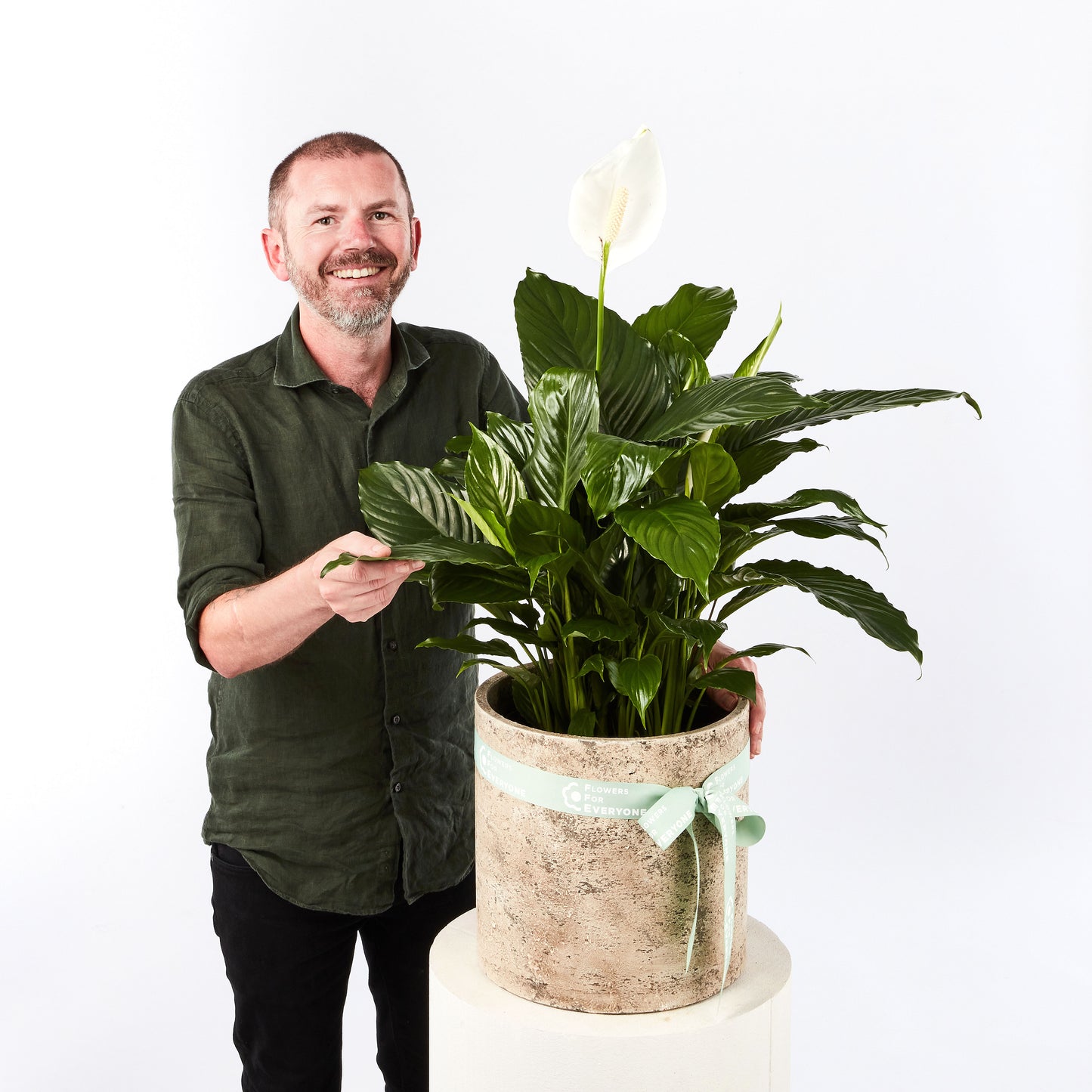 Peace Lily Plant