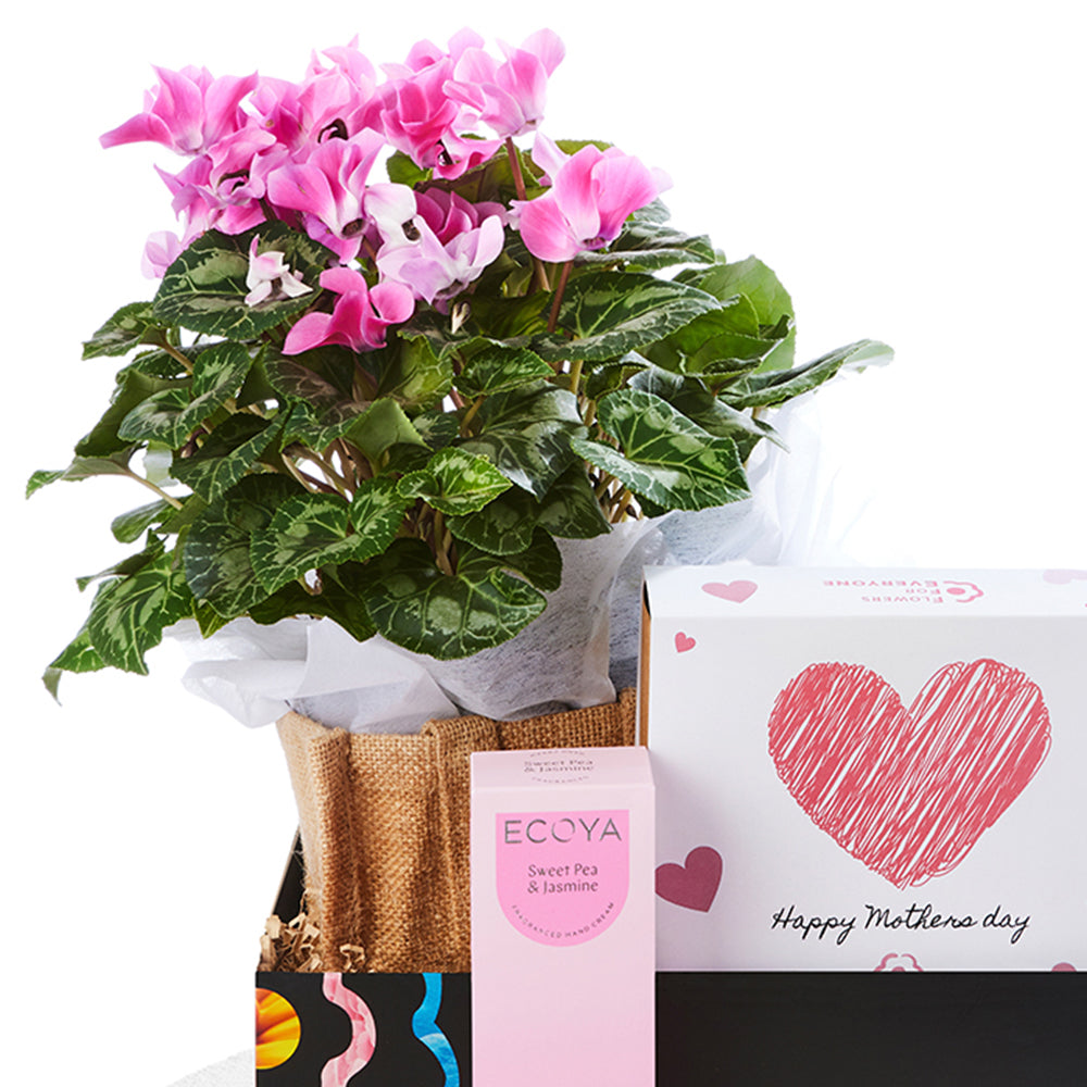 Mother's Day Cyclamen Combo