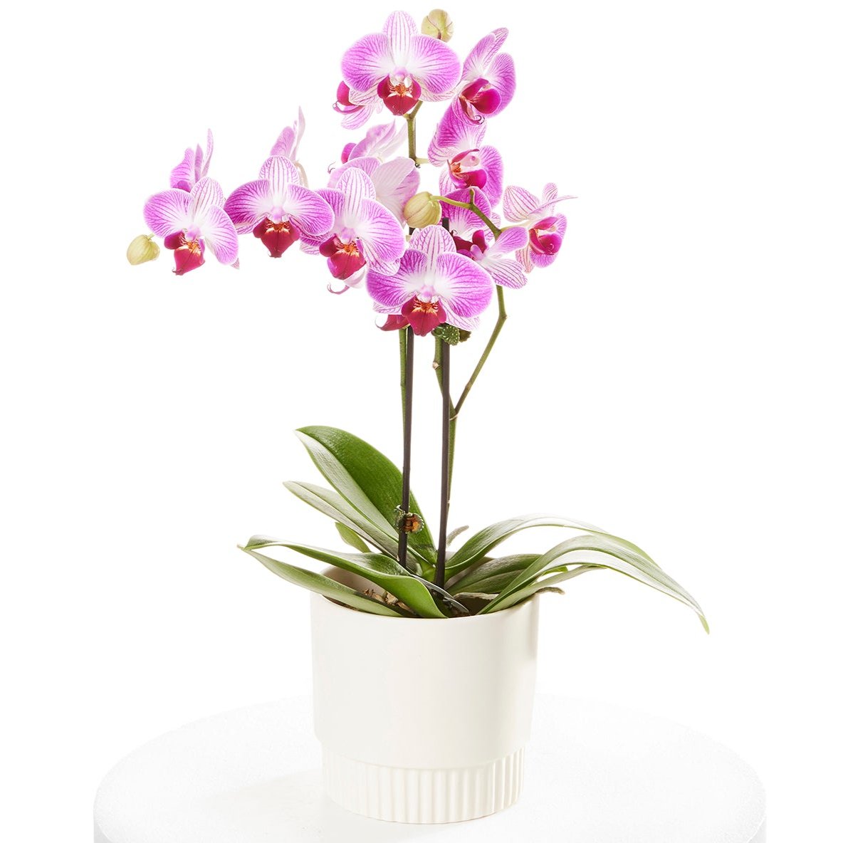 Mini Orchid in Pot