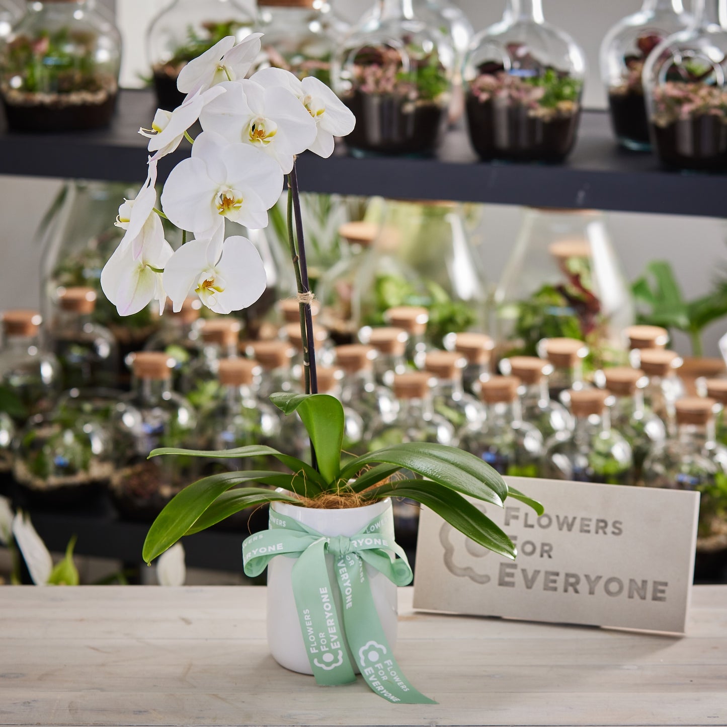 Single Spiked White Phalaenopsis Orchid