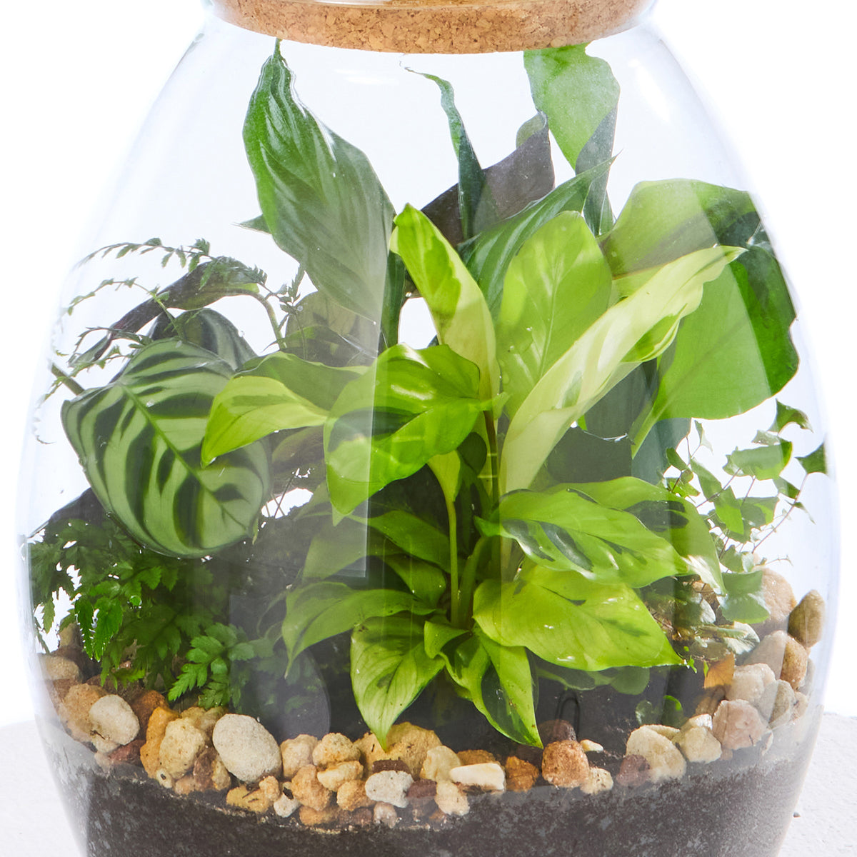SECRET GARDEN TERRARIUM