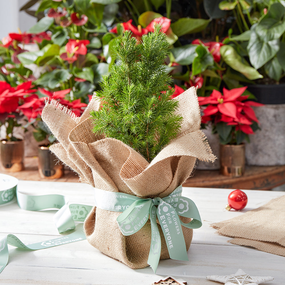 Mini Christmas Tree in Hessian Wrap