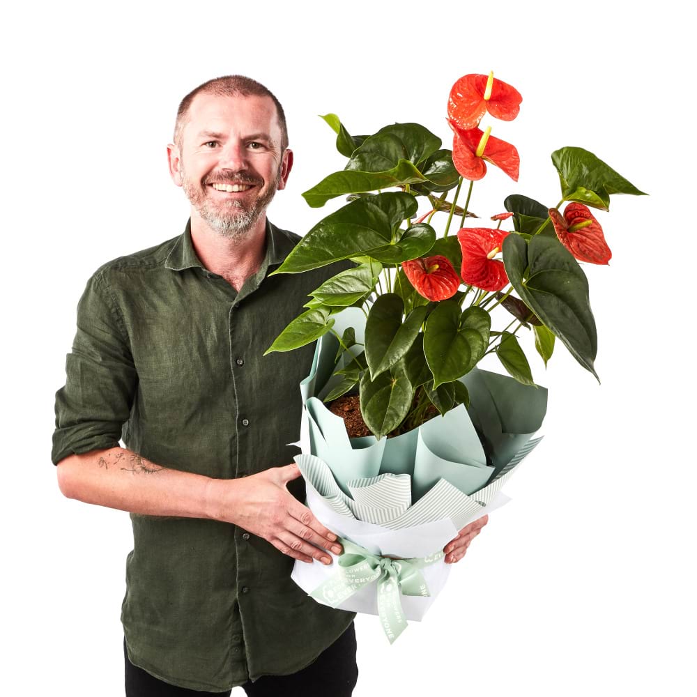 anthurium plants brisbane Anthurium Plant