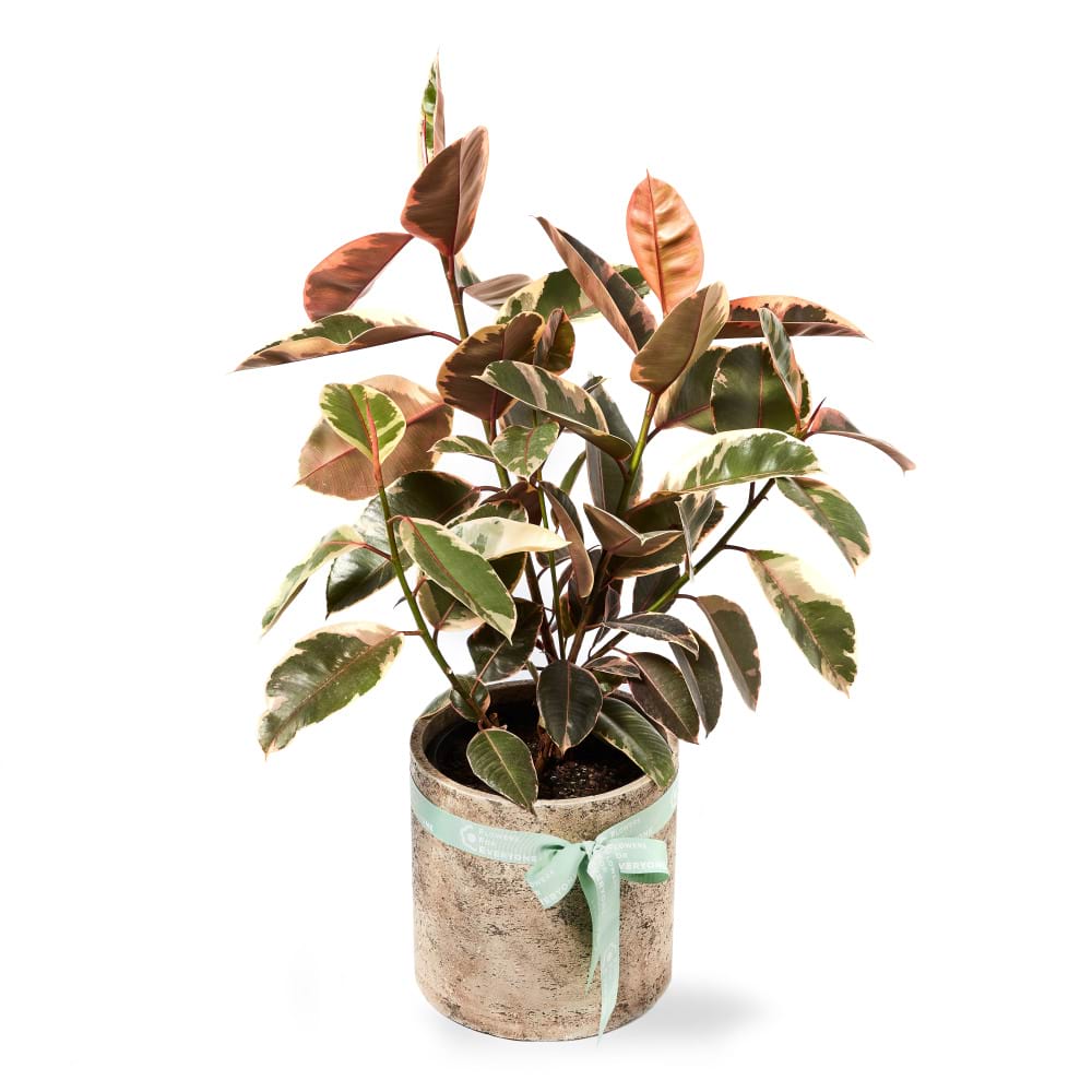 Ficus Plant