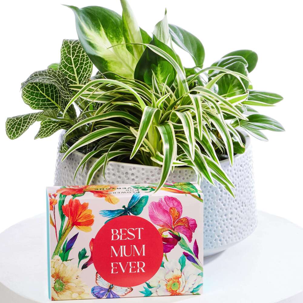 For Green Thumb Mums