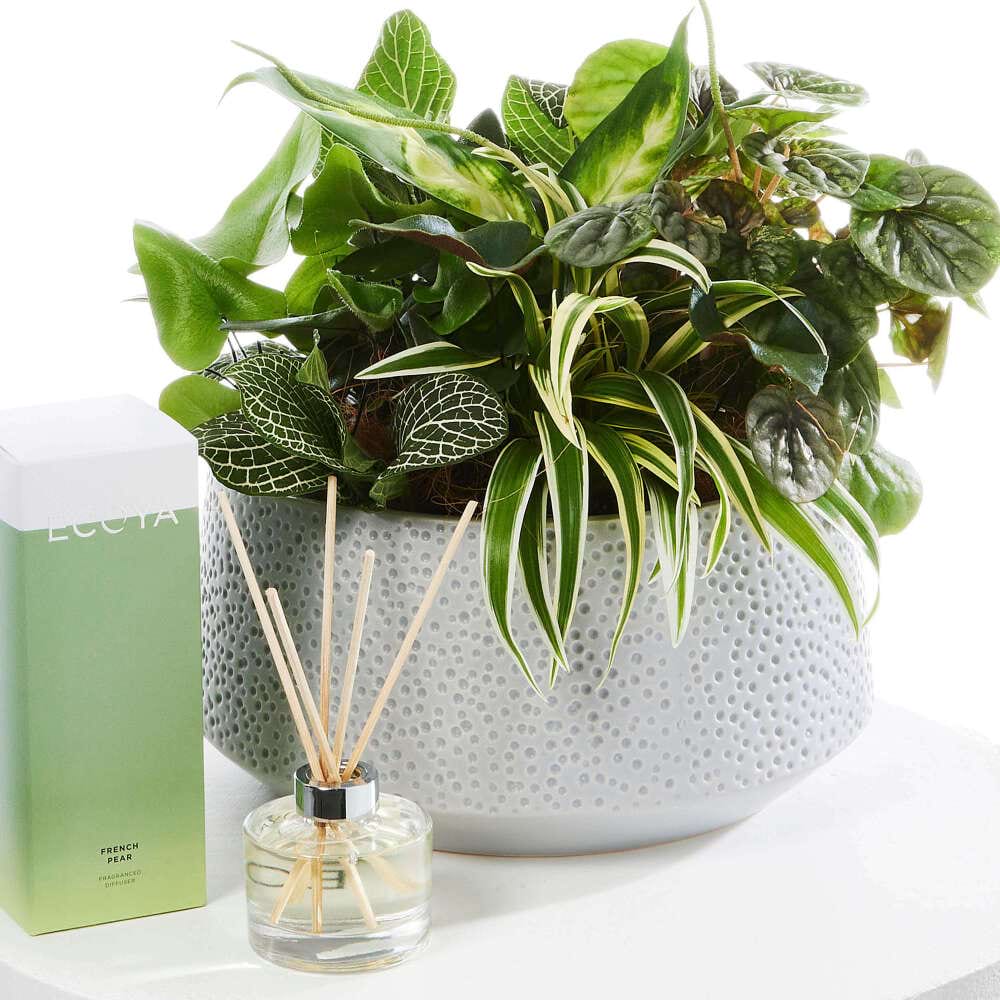 Plant and Pear Duo