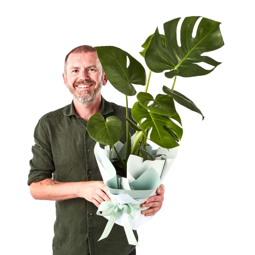 buy monstera deliciosa brisbane Monstera Plant