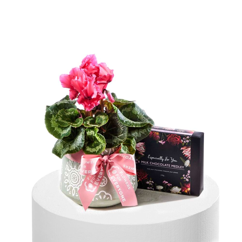 Pretty Pink Cyclamen with Chocolates