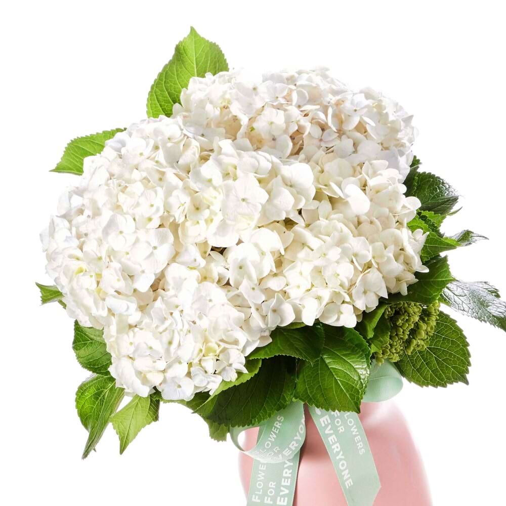 Ivory Lane Hydrangea Pot