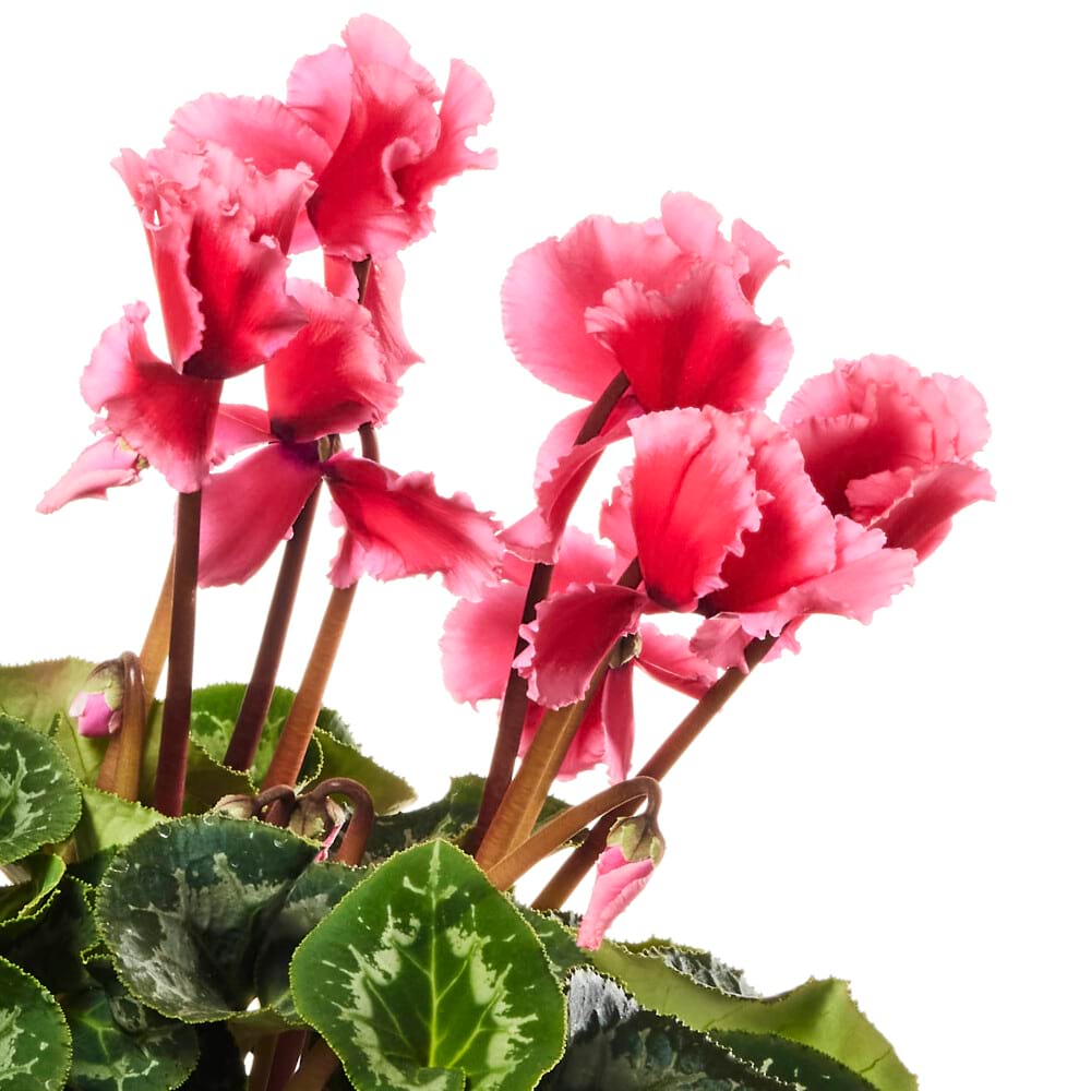 Pretty Pink Cyclamen with Chocolates