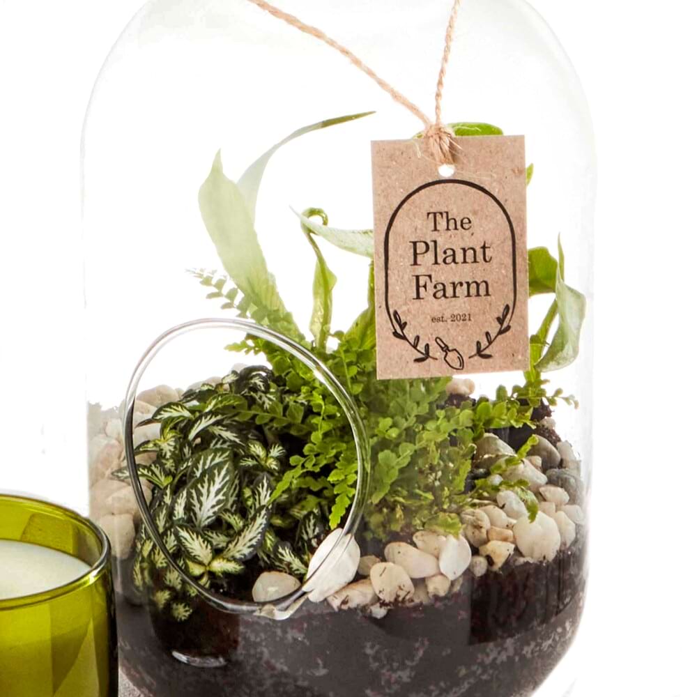 Body and Soul Terrarium Trio