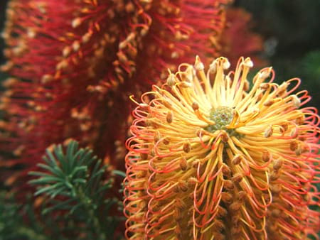Banksia Flowers - Flowers for Everyone