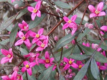 Boronia Flowers - Flowers for Everyone