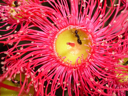 Eucalypt Flowers - Flowers for Everyone