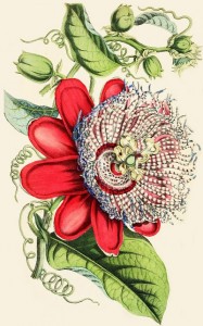 victorian botanical art