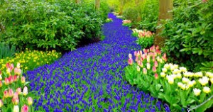 tulip gardens in holland