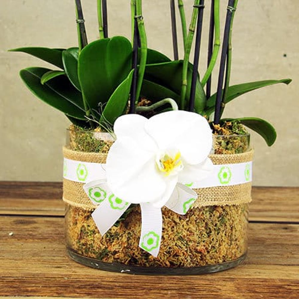 Large White Orchid Plant in Glass Vase Delivered in Sydney