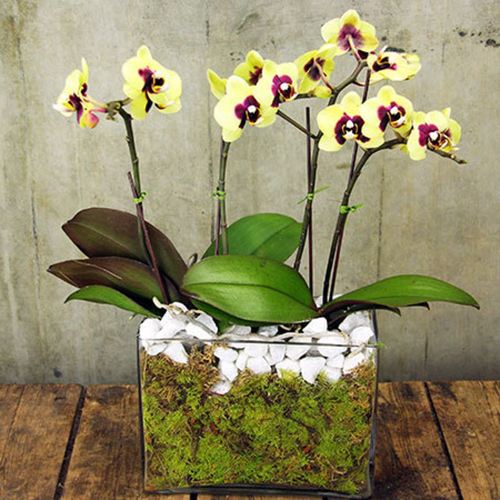 Christmas Orchids 