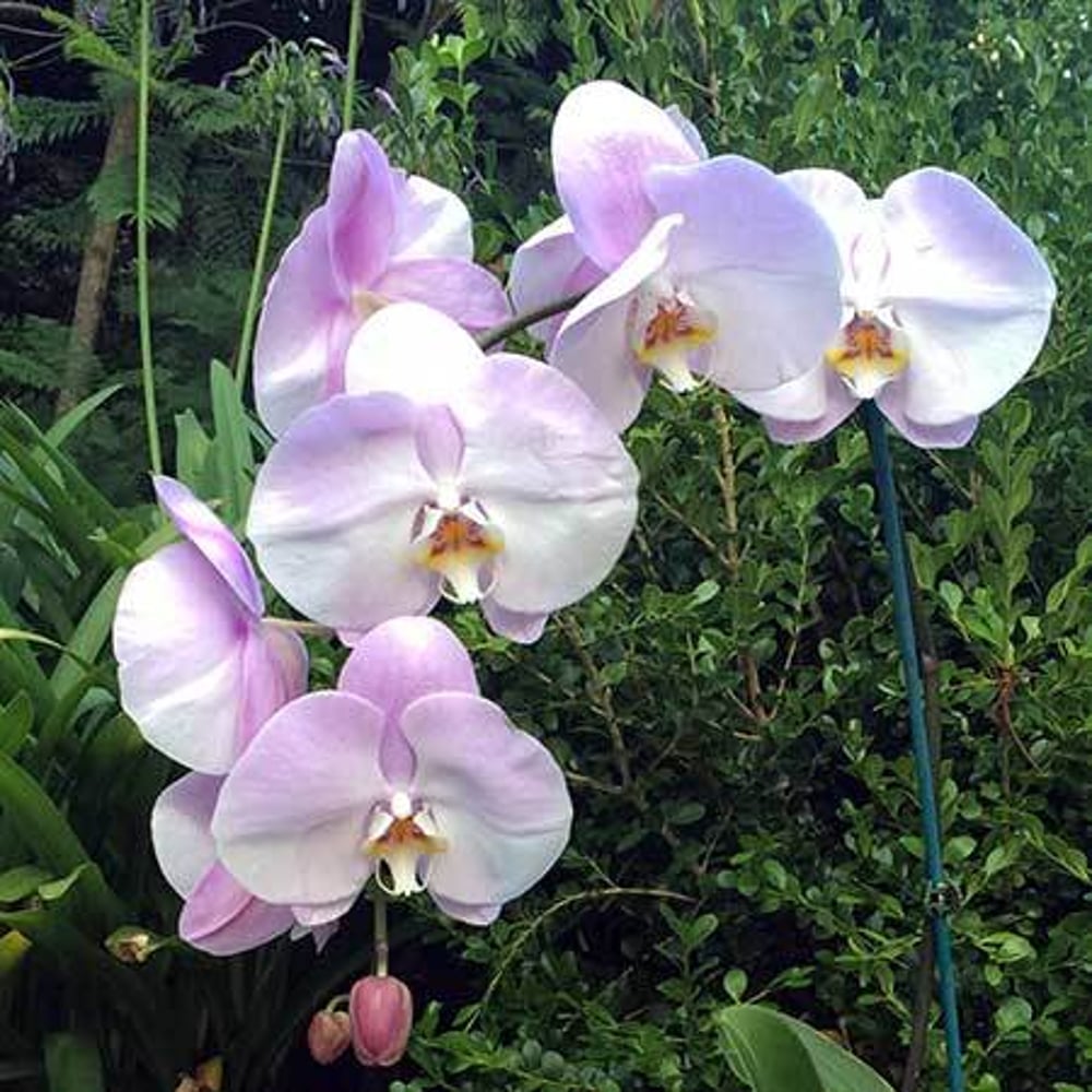Orchids Delivery