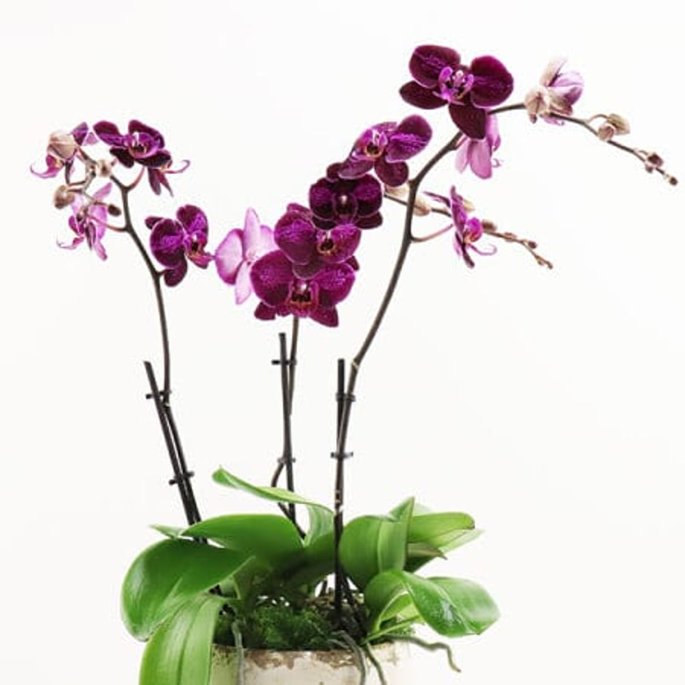 Magenta Orchid Plant