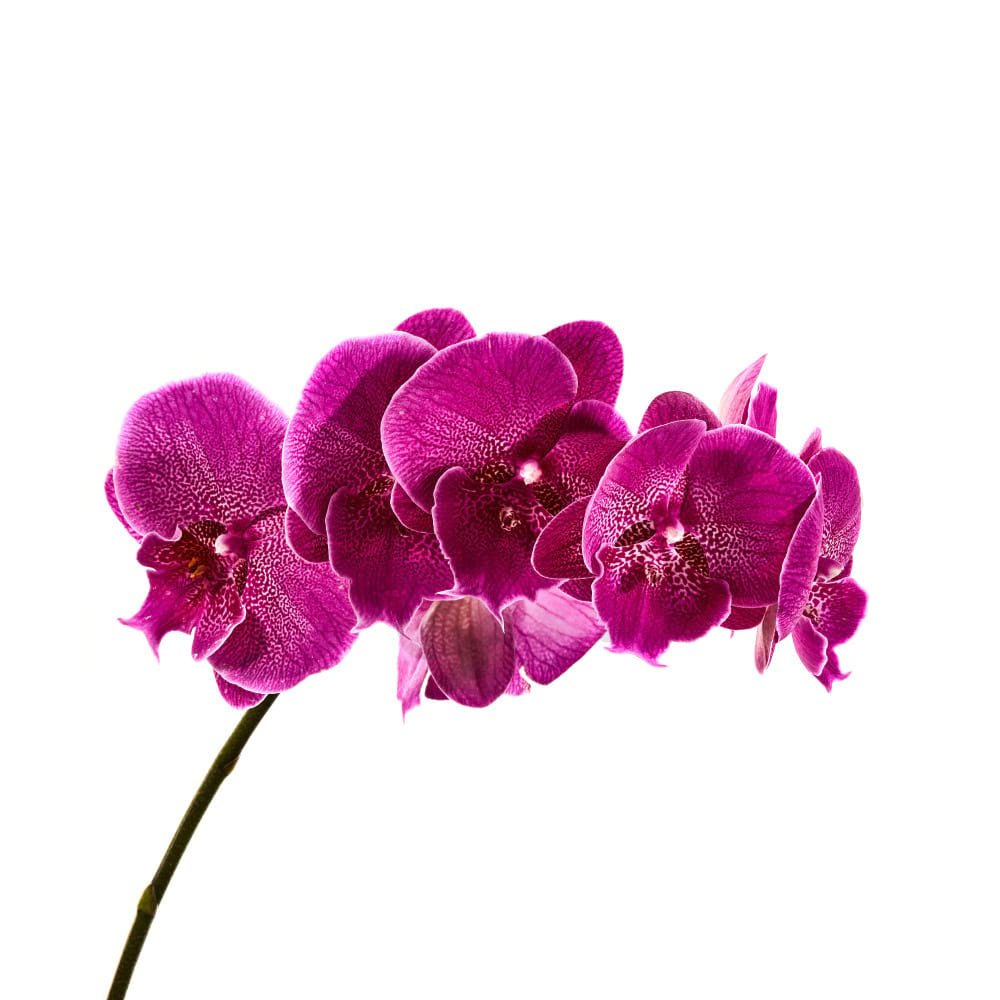 Mini Pink Orchid Pot