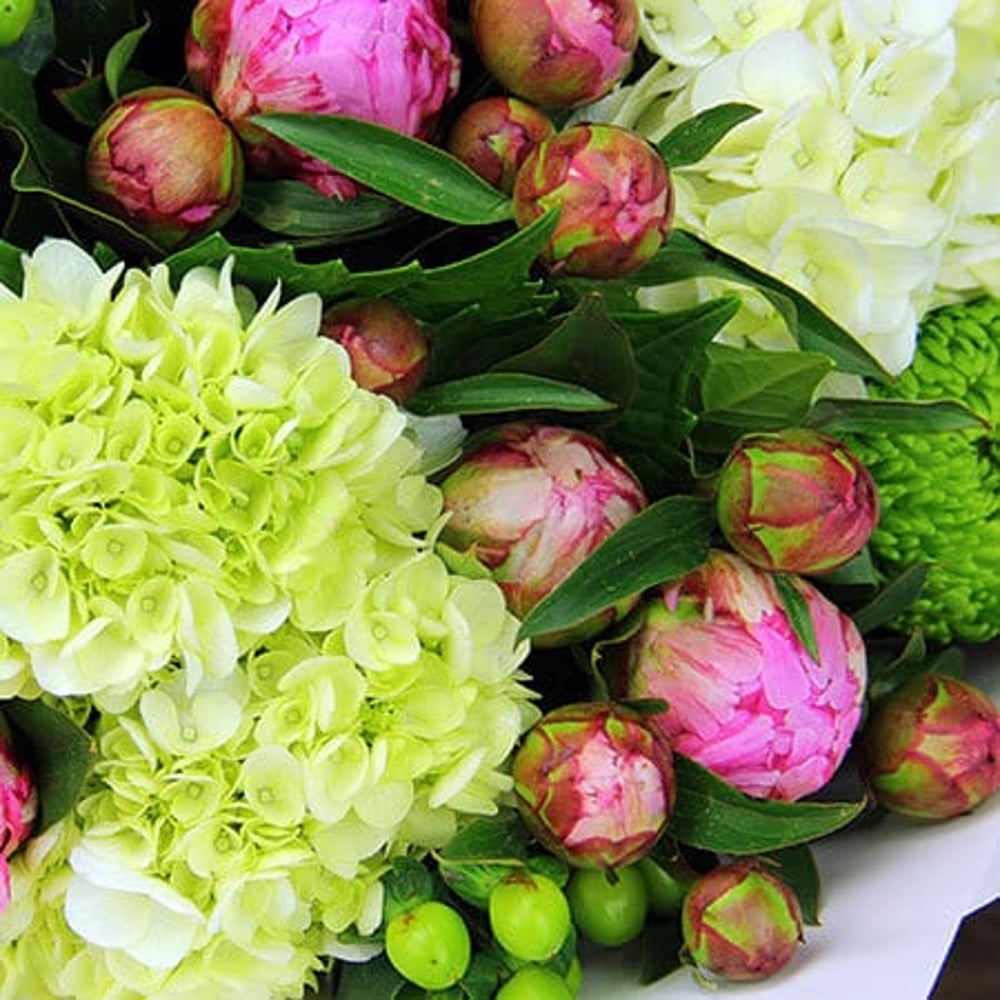 Heavenly Peonies and Hydrangea Delivered Sydney