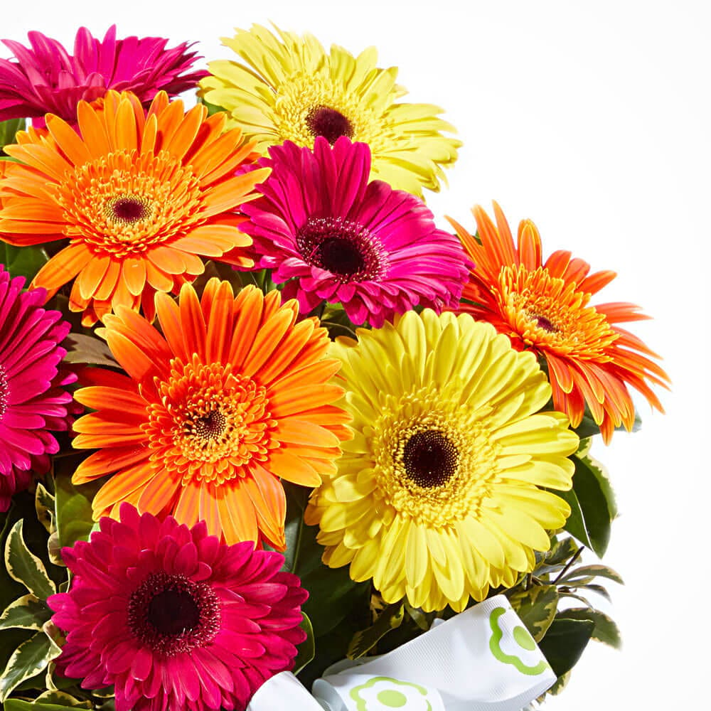 Fresh Gerbera Basket of Flowers Delivered