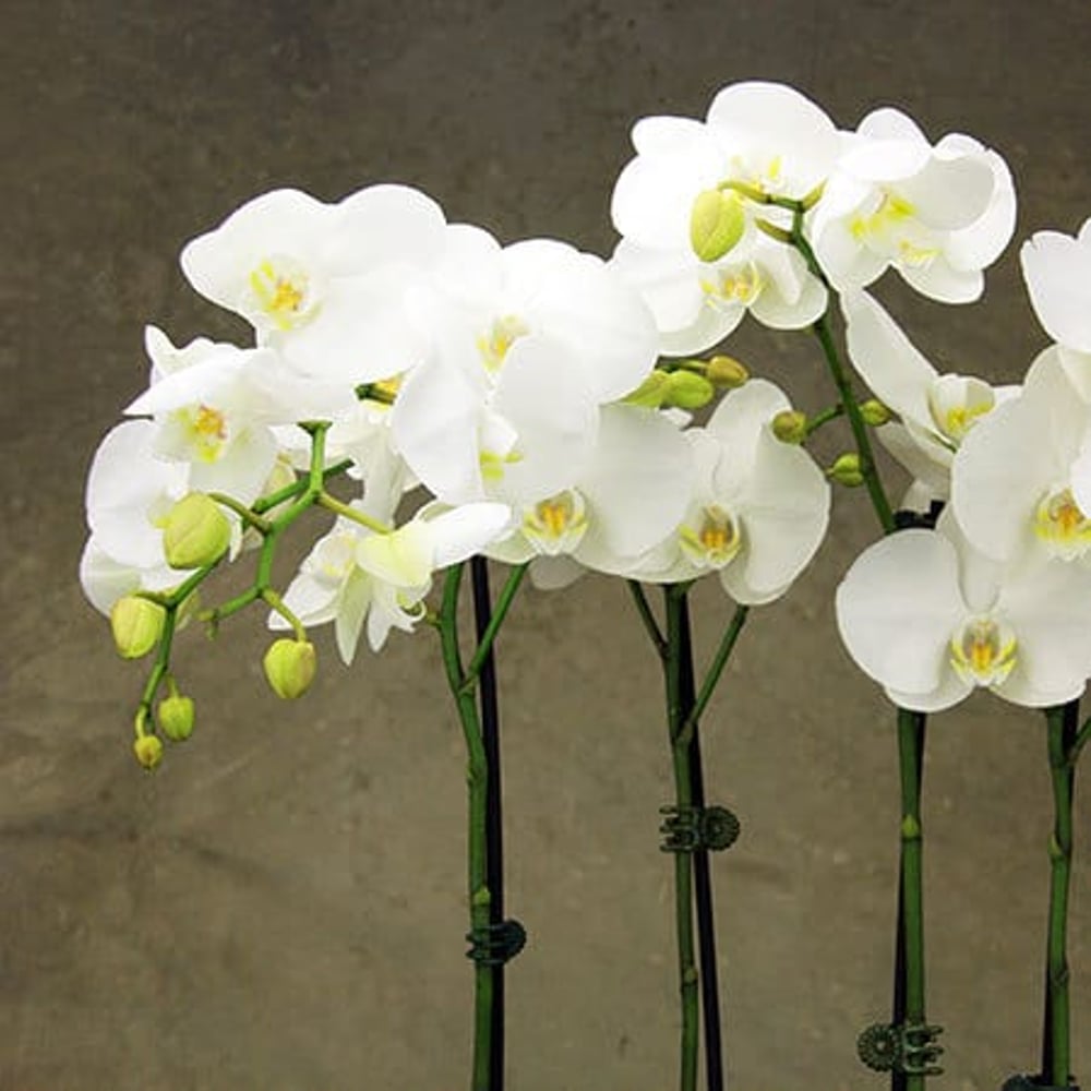 Contemporary White Orchid Plant
