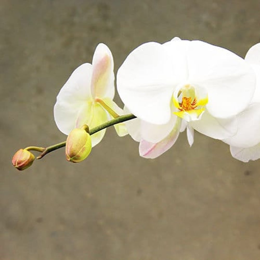 Retro White Orchid Plant in Glazed Ceramic Pot Delivered in Sydney