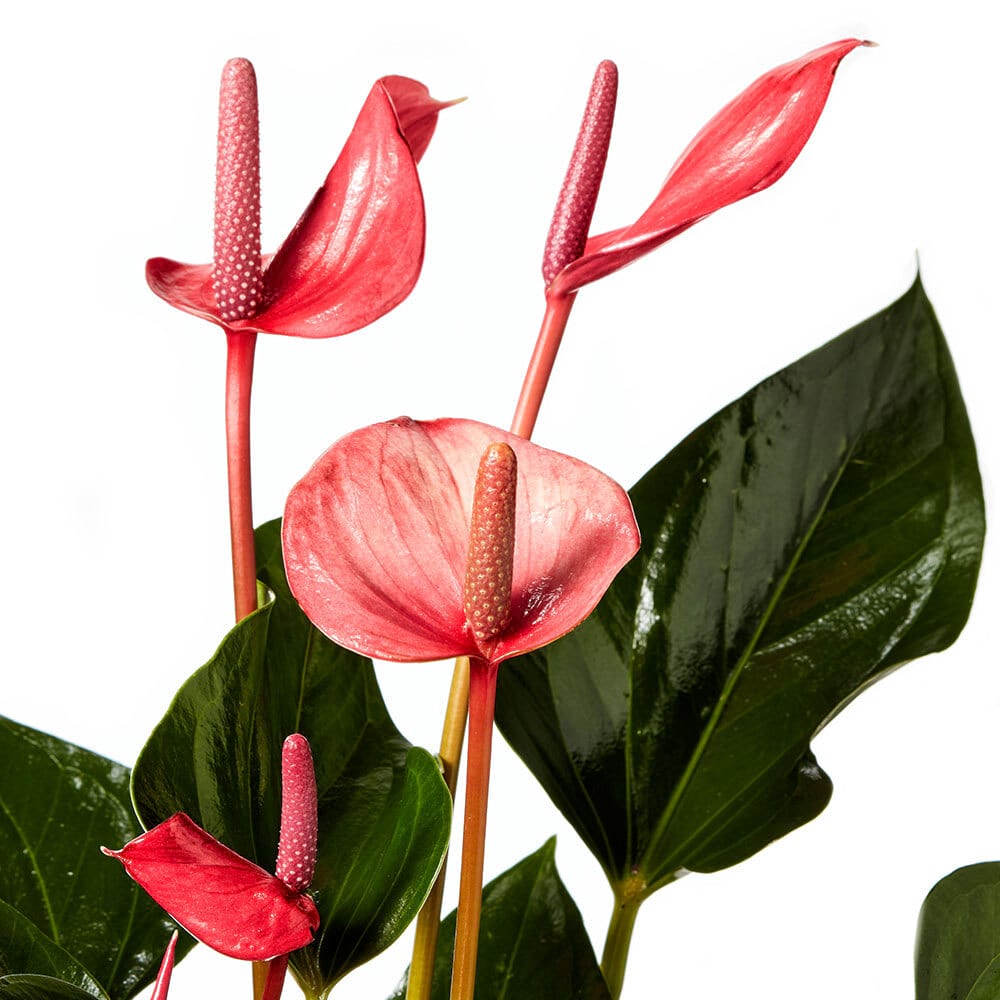 Fresh Red Lily Plant