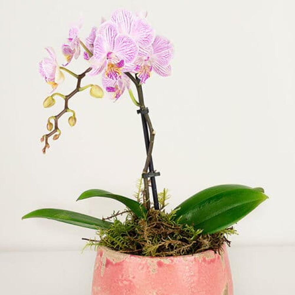 Sweet Pink Orchid