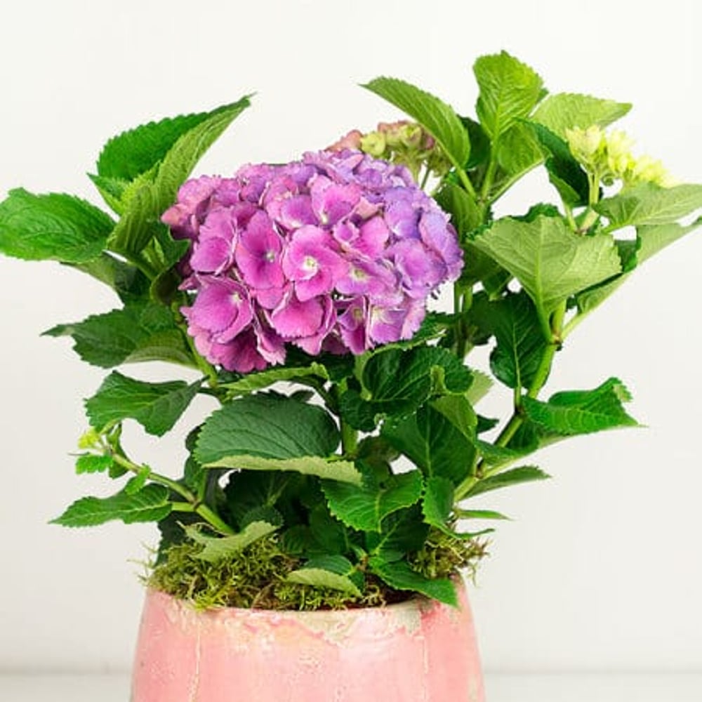 Pink Hydrangea Plant in Pot