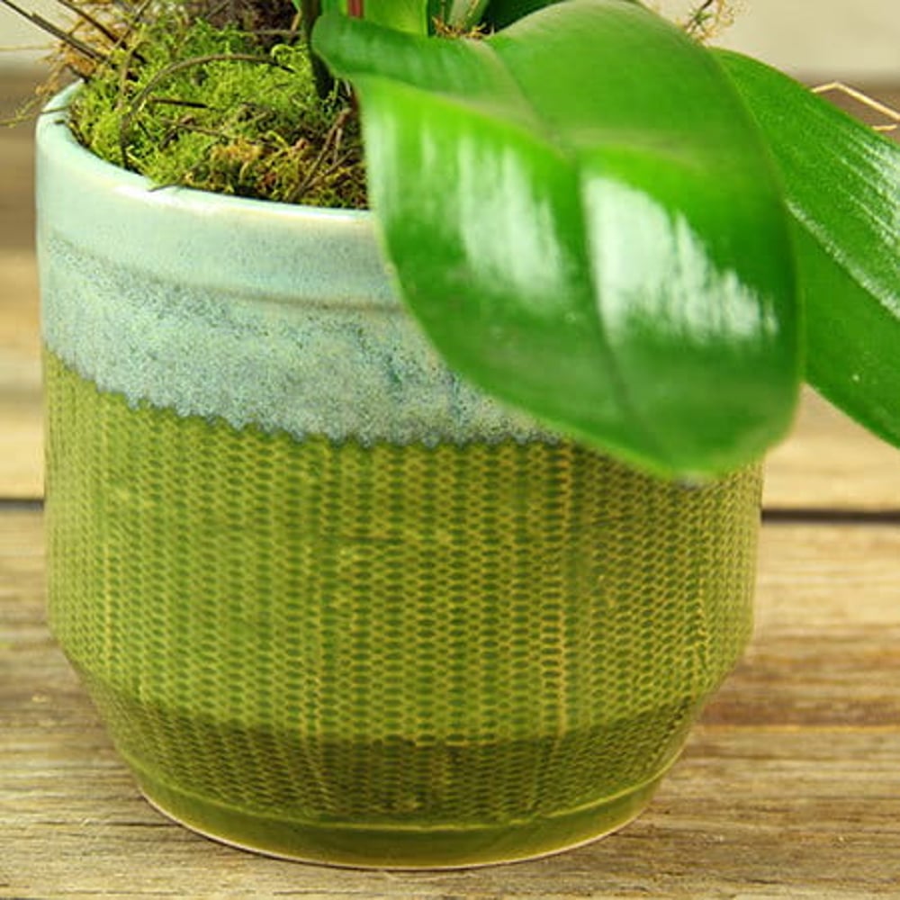 Retro Yellow Orchid Plant Delivered in a Glazed Ceramic Pot in Sydney