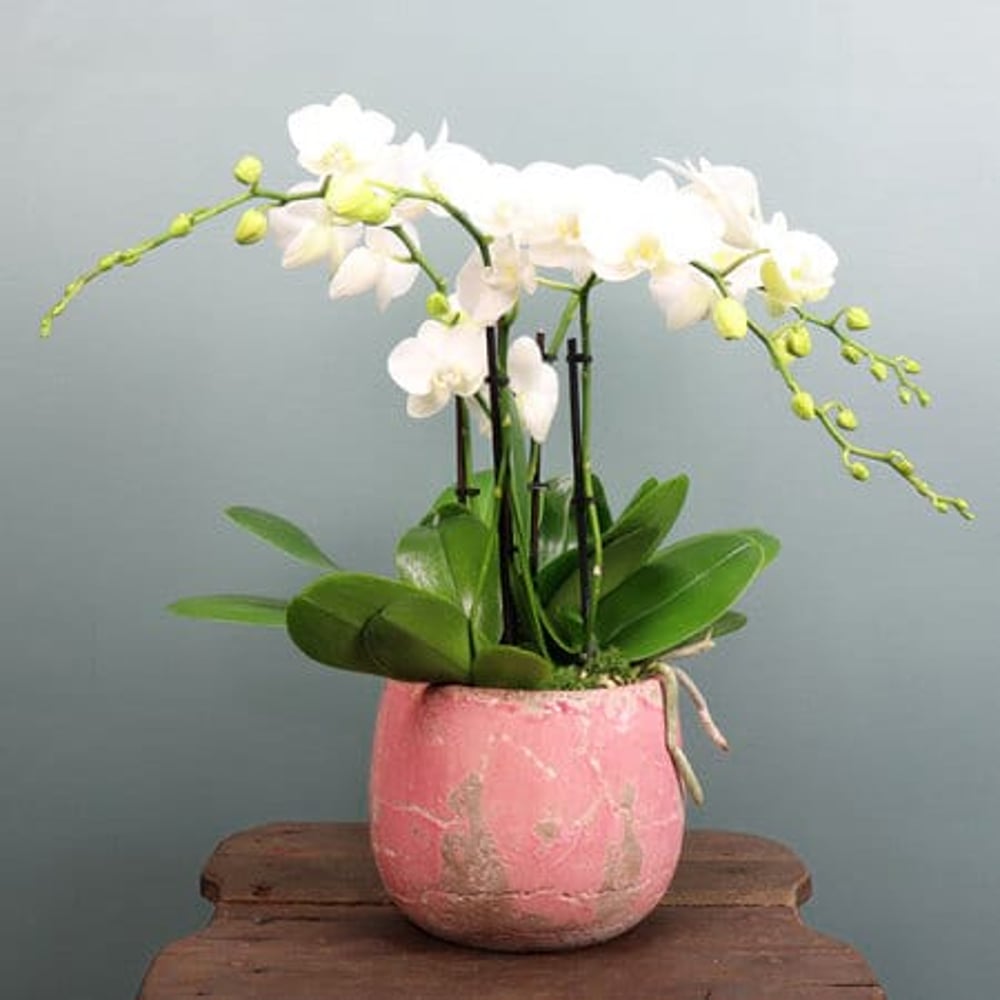White Orchid in Pink Pot