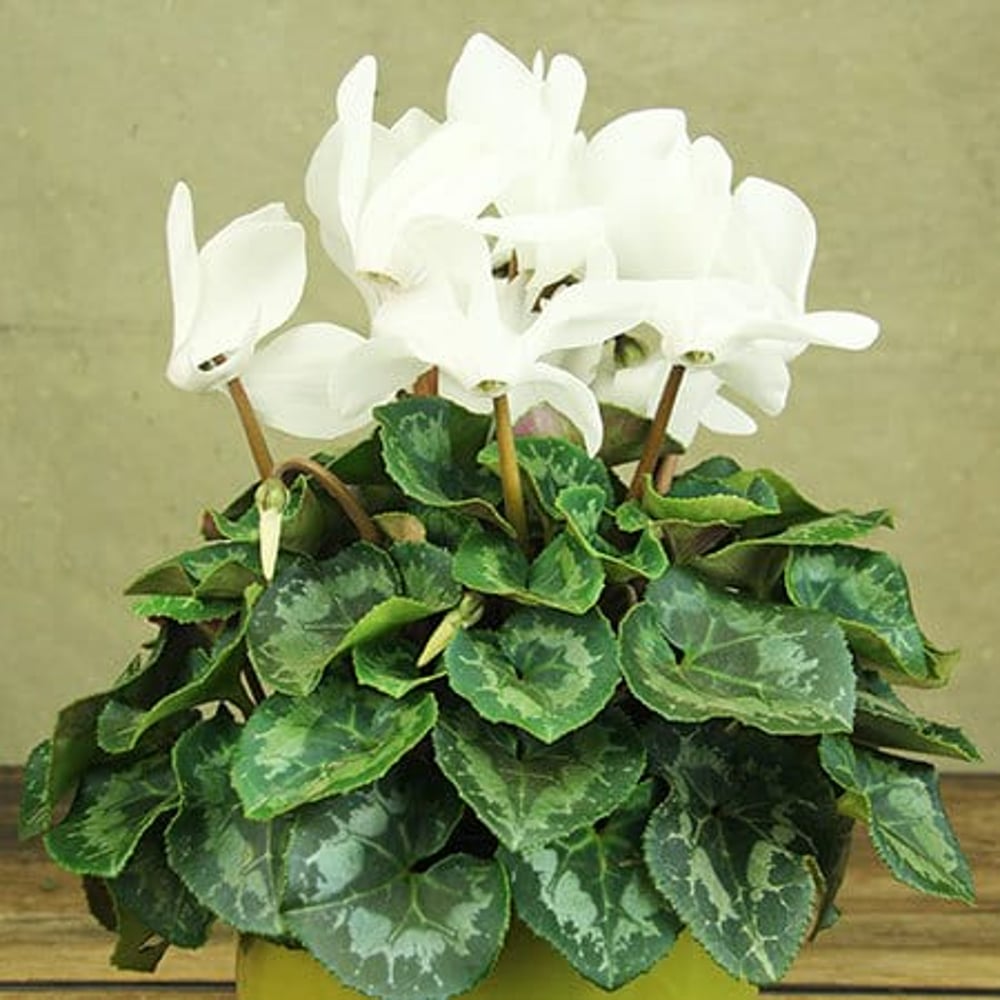Classic White Cylcamen Plant Delivery Sydney