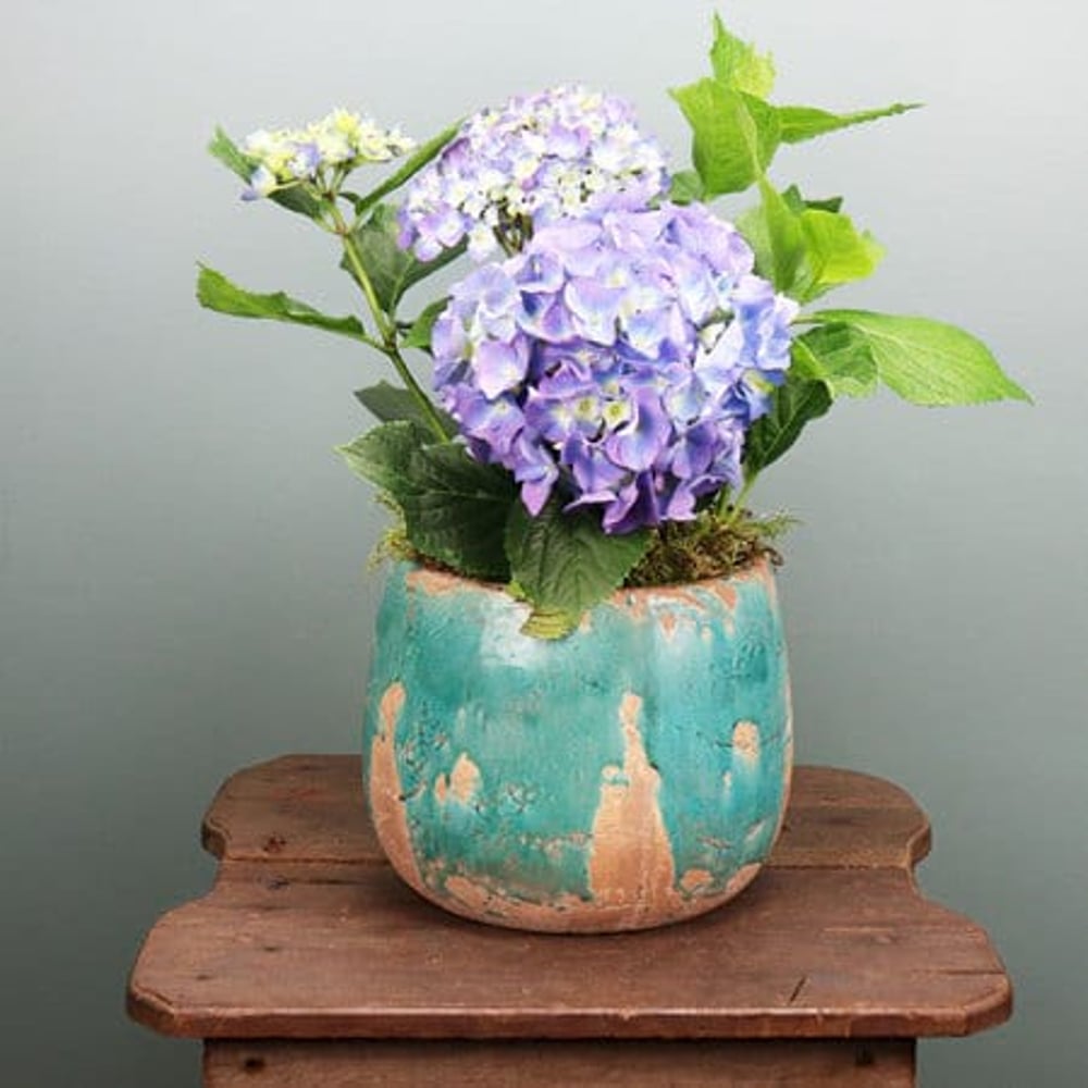 Blue Hydrangea Plant in Pot