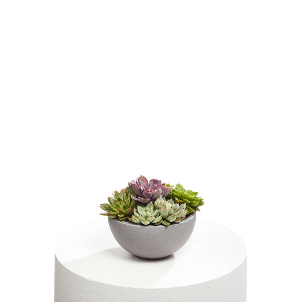 Stylish Succulent Bowl