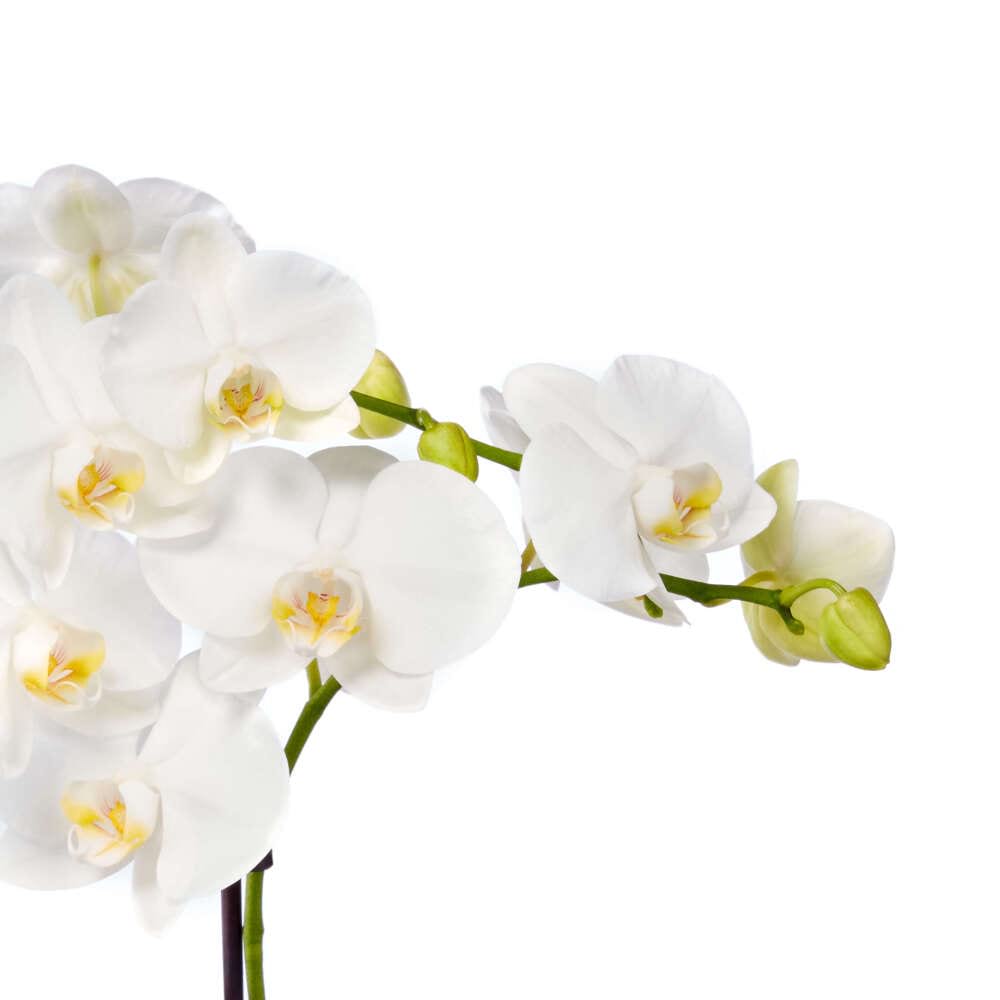 Mini White Orchid Pot