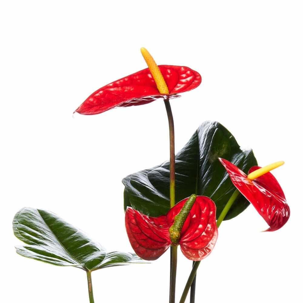 Red Anthurium Lily