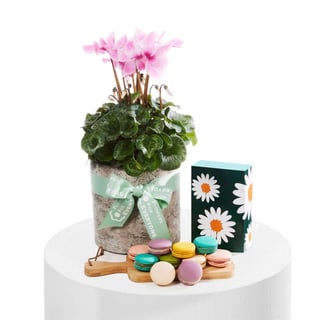 Cyclamen and Sweets