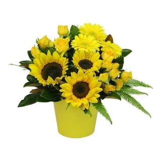 HOS-SUNPOT - Sunflower Pot