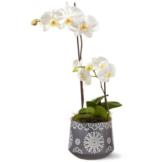 Classic White Phalaenopsis Orchid 