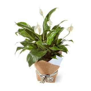 Peace Lily In Hessian