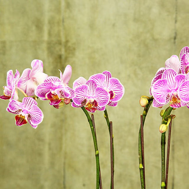 Pink Mini Teacup Orchids (Sydney Only)