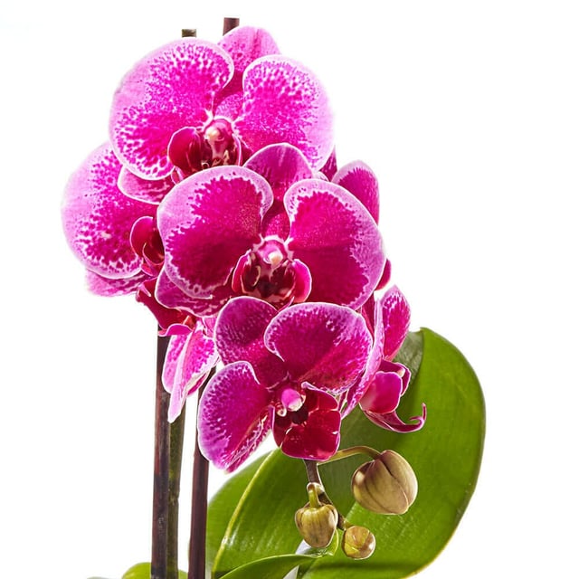 Contemporary Pink Orchid Plant