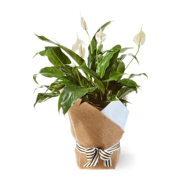 Peace Lily In Hessian Wrap