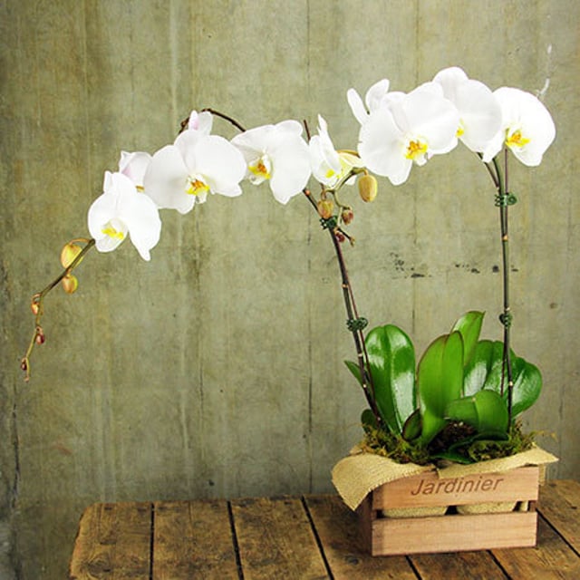 Orchid Plants in Timber Crate