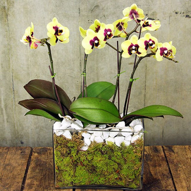 Orchids in Moss (Sydney Only)